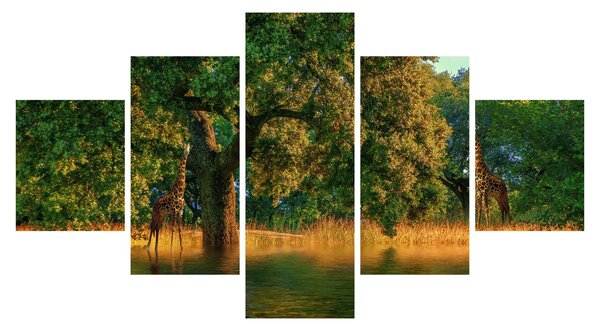 Obraz žiraf v přírodě (125x70 cm)