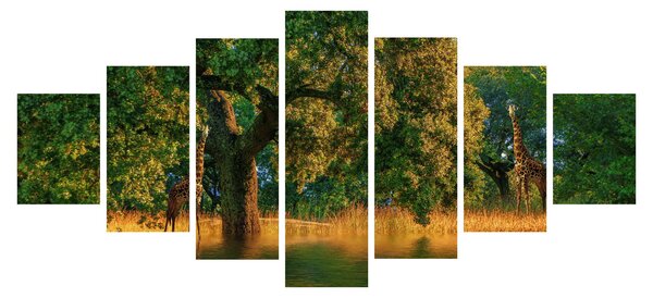 Obraz žiraf v přírodě (210x100 cm)