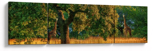 Obraz žiraf v přírodě (170x50 cm)