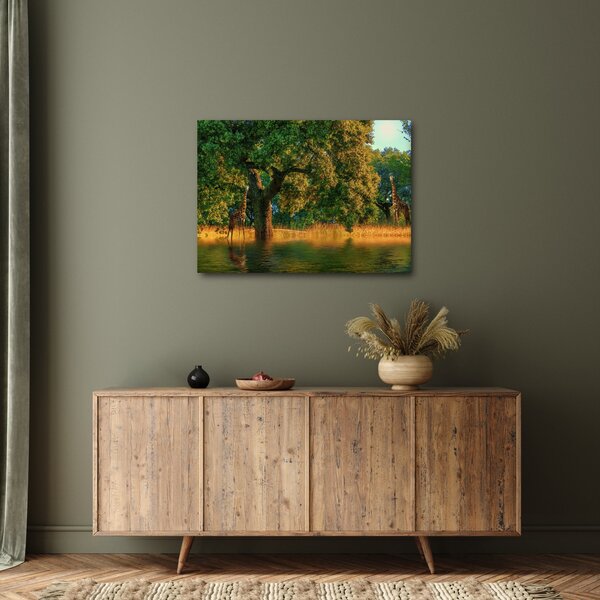 Obraz žiraf v přírodě (70x50 cm)