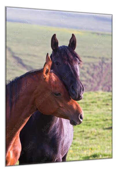 Obraz skleněný dva arabští koně na louce - 30 x 60 cm