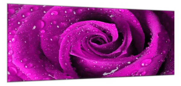 Obraz skleněný detail květu růže - 40 x 60 cm