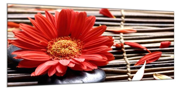 Obraz skleněný květ červené gerbery na proutí - 30 x 60 cm