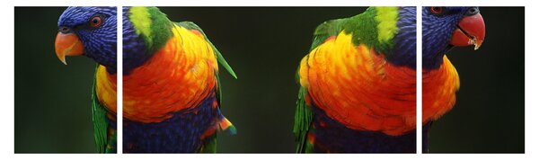 Obraz papoušků (170x50 cm)