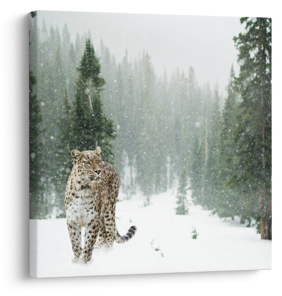 Obraz leoparda ve sněhu (30x30 cm)