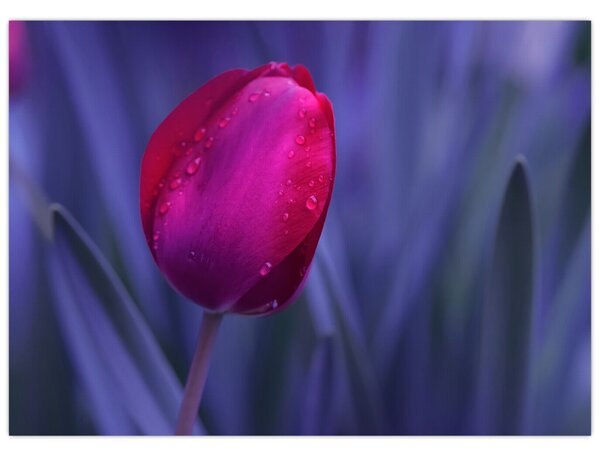 Skleněný obraz poupěte tulipánu (70x50 cm)