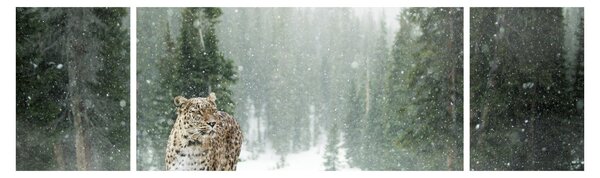 Obraz leoparda ve sněhu (170x50 cm)