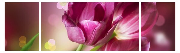 Obraz růžových tulipánů (170x50 cm)