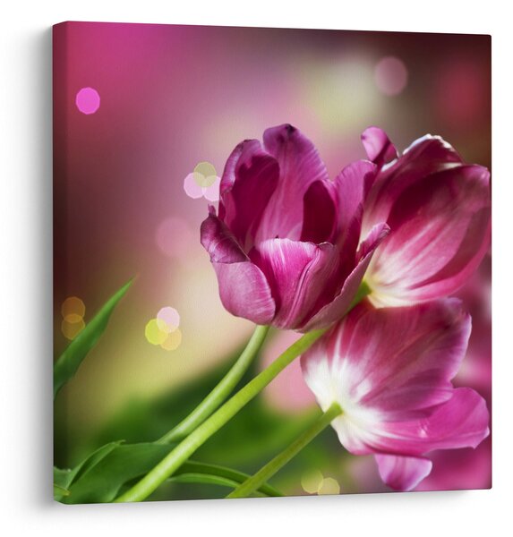 Obraz růžových tulipánů (30x30 cm)