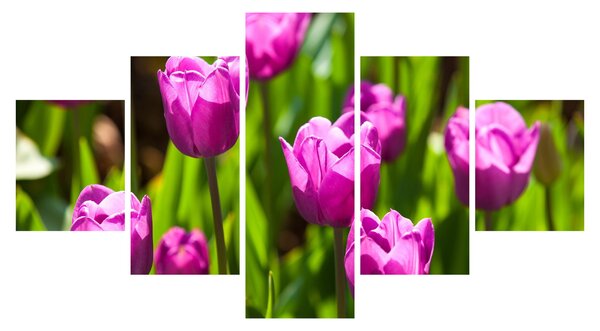 Obraz tulipánů na louce (125x70 cm)