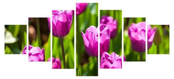 Obraz tulipánů na louce (210x100 cm)