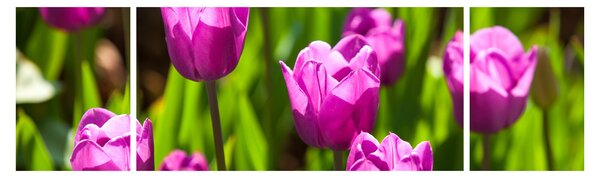 Obraz tulipánů na louce (170x50 cm)