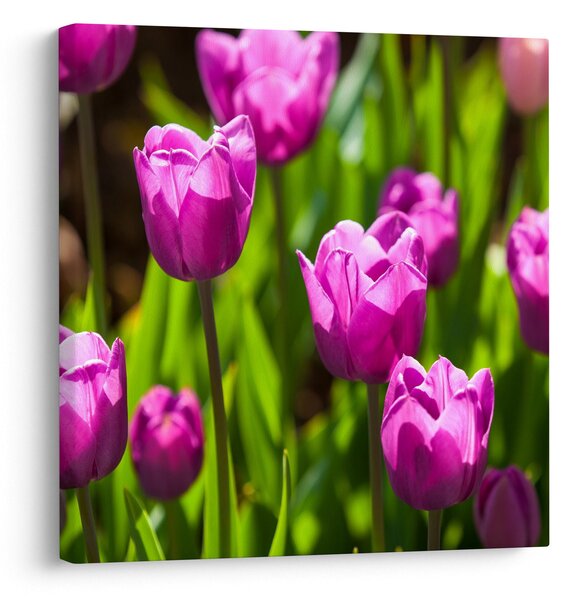 Obraz tulipánů na louce (30x30 cm)