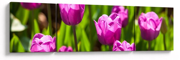 Obraz tulipánů na louce (170x50 cm)