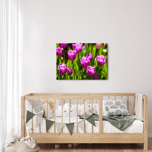 Obraz tulipánů na louce (70x50 cm)