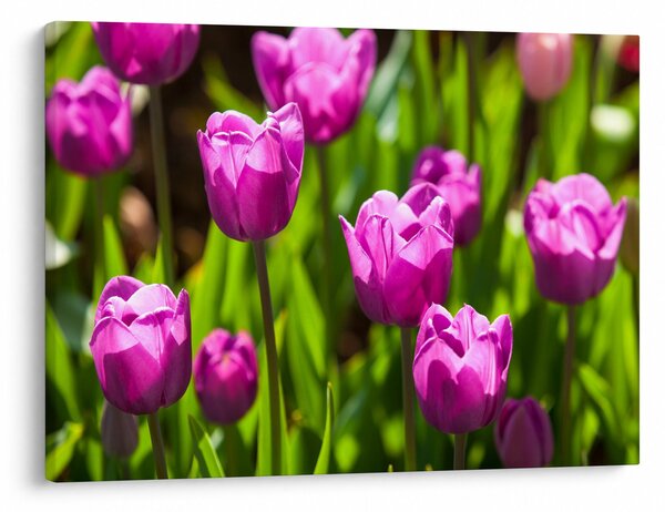 Obraz tulipánů na louce (70x50 cm)