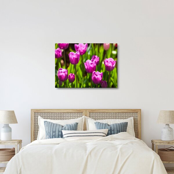 Obraz tulipánů na louce (70x50 cm)