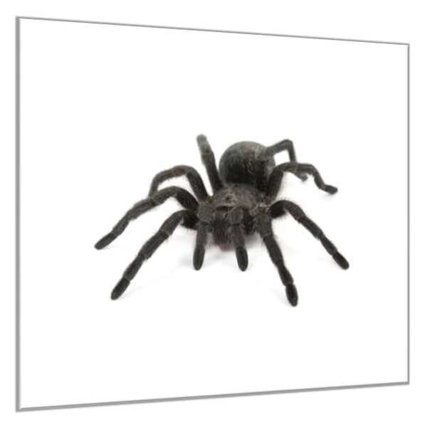 Obraz skleněný černý pavouk - 55 x 55 cm