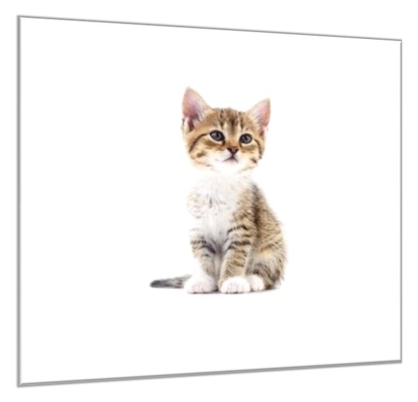 Obraz skleněný malá kočka - 34 x 34 cm