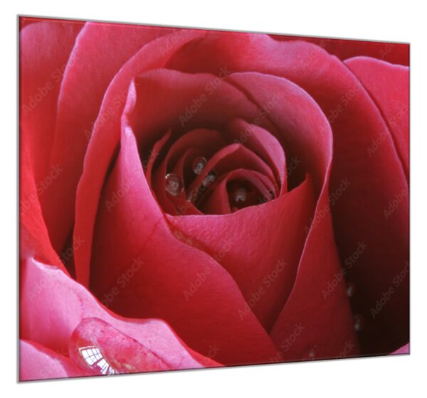 Obraz skleněný čtvercový detail květu červené růže - 40 x 40 cm