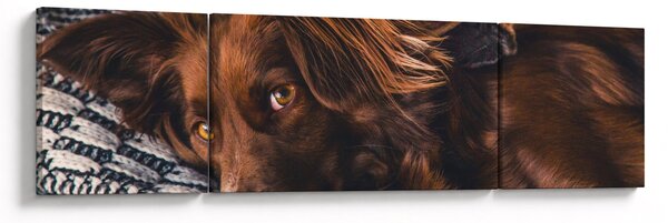 Obraz ležících psů (170x50 cm)