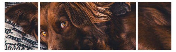 Obraz ležících psů (170x50 cm)