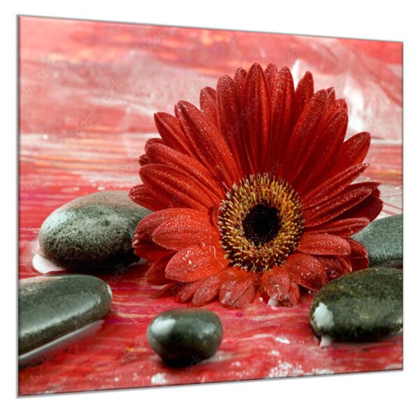 Obraz skleněný čtvercový květ červené gerbery a černé kameny - 34 x 34 cm