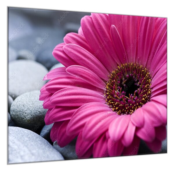 Obraz skleněný čtvercový květ gerbery na šedém kameni - 40 x 40 cm