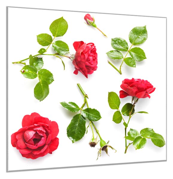 Obraz skleněný čtvercový květy červené růže a listí - 40 x 40 cm