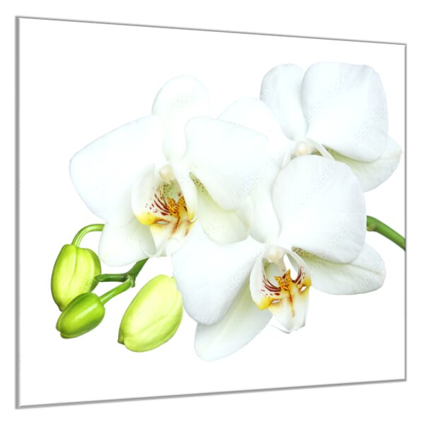 Obraz skleněný čtvercový bílý květ a poupata orchidej - 40 x 40 cm