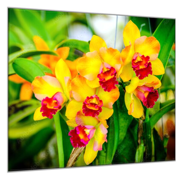 Obraz skleněný čtvercový žlutý květ orchideje v zahradě - 34 x 34 cm