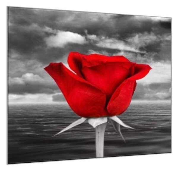 Obraz skleněný čtvercový květ červené růže na šedém pozadí - 40 x 40 cm