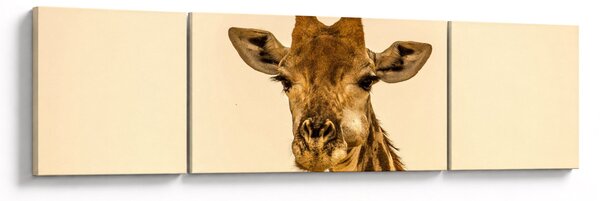Obraz žirafy (170x50 cm)