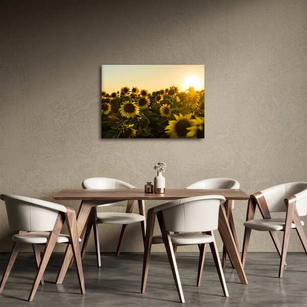 Obraz slunečnicového pole (70x50 cm)
