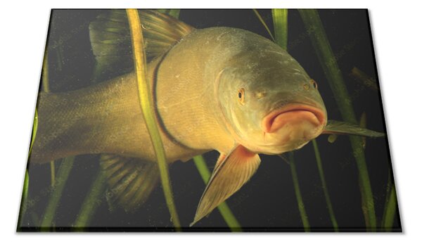 Skleněné prkénko sladkovodní ryba lín - 30x20cm