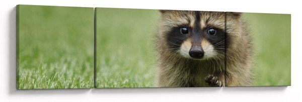 Obraz mývala (170x50 cm)
