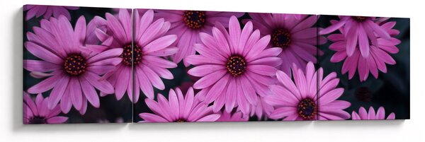 Obraz růžových květů (170x50 cm)