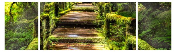 Obraz schodů v deštném pralese (170x50 cm)