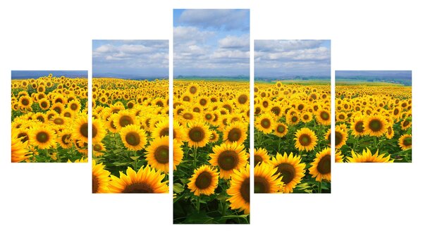 Obraz slunečnicového pole (125x70 cm)
