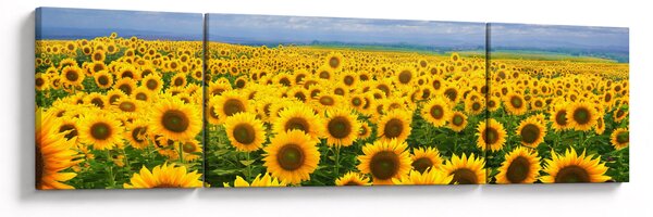 Obraz slunečnicového pole (170x50 cm)