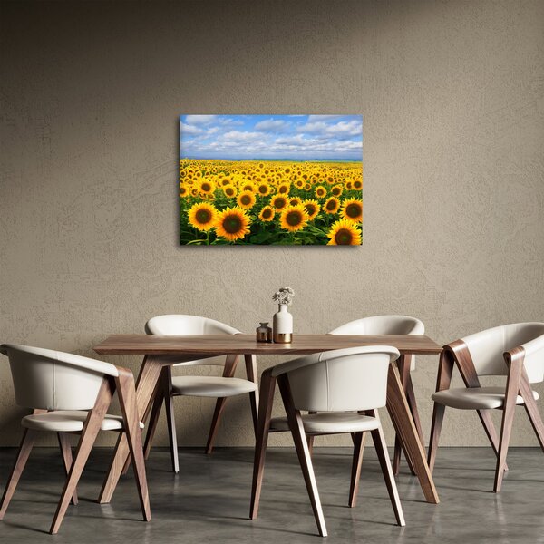 Obraz slunečnicového pole (70x50 cm)