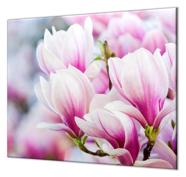 Ochranné sklo květy magnolie růžové - 50x70cm / S lepením na zeď