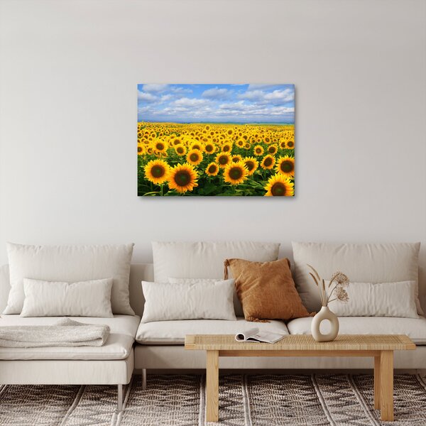 Obraz slunečnicového pole (70x50 cm)