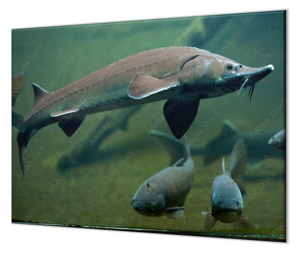 Ochranná deska ryba jeseter ve vodě - 52x60cm / S lepením na zeď