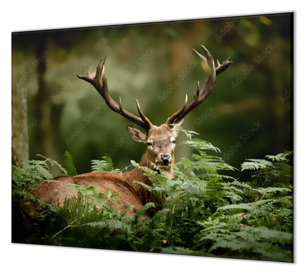 Ochranná deska velký jelen v kapradí - 52x60cm / S lepením na zeď