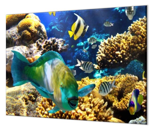 Ochranná deska mořský svět, korály, ryba - 52x60cm / S lepením na zeď