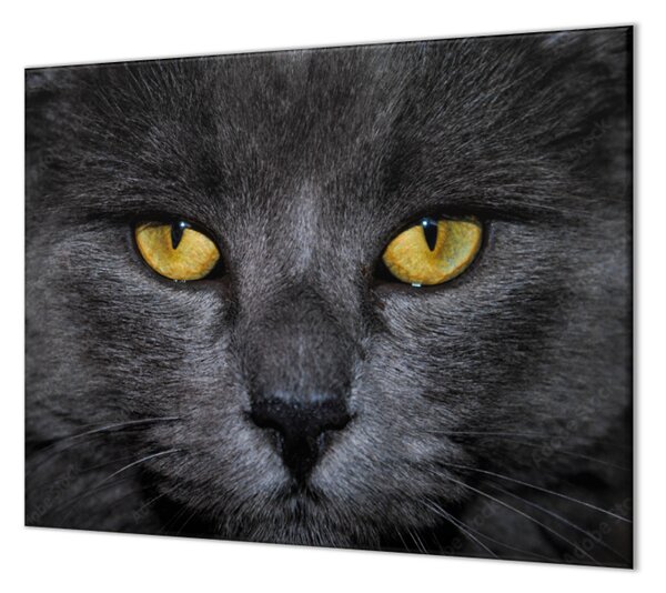 Ochranná deska detail obličeje černá kočka - 52x60cm / Bez lepení na zeď