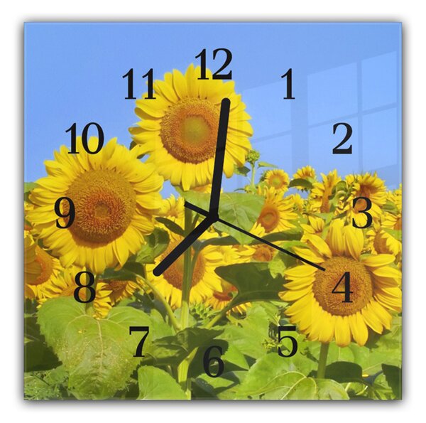Nástěnné hodiny 30x30cm květy slunečnice na poli - plexi