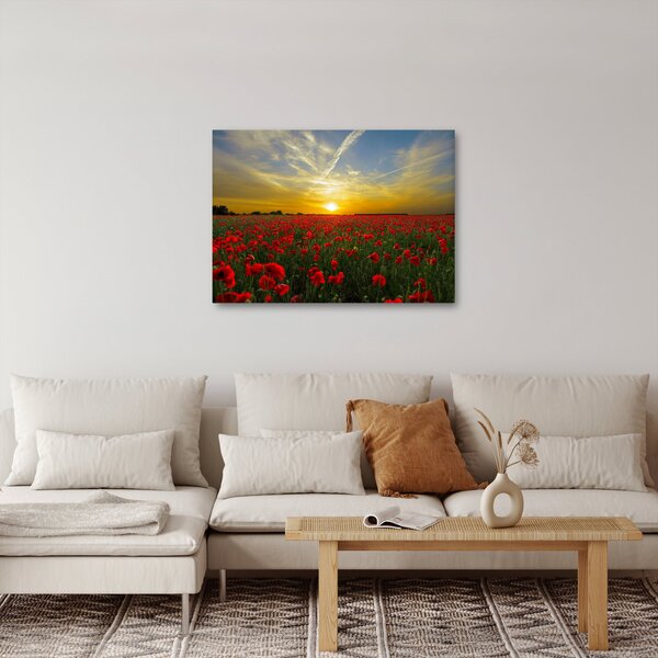 Obraz pole vlčích máků (70x50 cm)