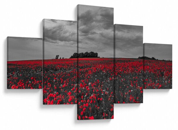 Obraz vlčích máků (125x70 cm)